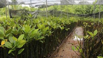 modern cultivated mangrove seedlings photo