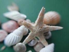 pequeñas conchas marinas y oceánicas foto