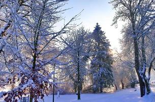 Beautiful shots of trees after heavy snowfall in sunny weather. photo