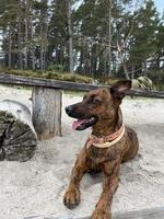 fotografía de perro, foto de cachorro en la naturaleza, mascota feliz, foto de animal, archivo jpg