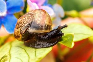 Snail closeup portrait. Little snail in shell crawling on flower and green leaf in garden. Inspirational natural floral spring or summer background. Life of insect. Macro, close up photo