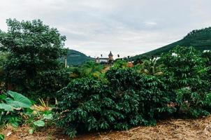 vista de las plantas de café arábica en minas gerais, brasil foto