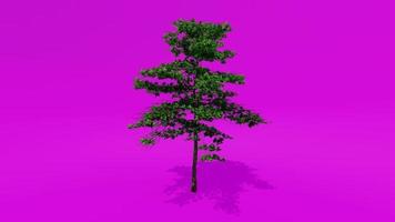 Tree Animation - Almond Tree - Prunus amygdalus - Prunus dulcis C - Pink Green Screen Chroma key video