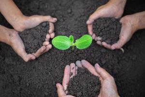 The hands of the young people planting The Seedlings on the soil. World Environment Day Concept. photo