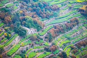 Vineyards on the slopes of the Cinque Terre Reserve, in Italy, Europe photo