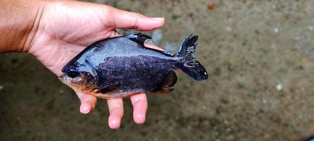 Selection of Parastromateus niger or bramidae fish seeds in fish ponds. Pomfret is often used as consumption for people in Asia, for example for the people of Indonesia. photo