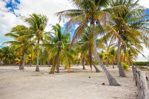 Palm grove on white sandy tropical beach at exotic country photo