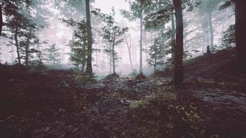 paisaje de bosque oscuro con niebla foto