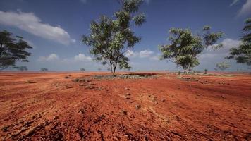 Large Acacia trees in the open savanna plains of Namibia photo