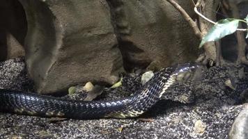 mamba negra dendroaspis polylepis é uma cobra extremamente venenosa video