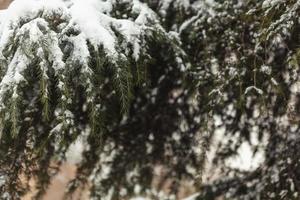 árboles en la nieve, paisajes de invierno foto