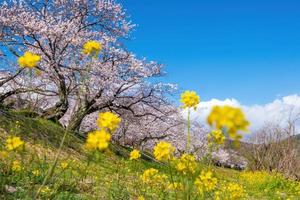 Cherry blossom at Kintaikyo bridge Iwakuni city, Japan photo