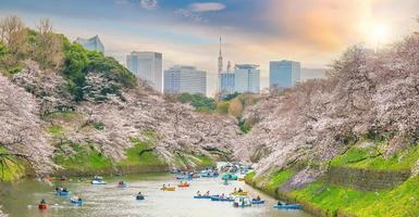 Chidorigafuchi park in Tokyo during sakura season in Japan photo