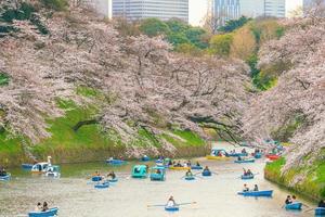 Chidorigafuchi park in Tokyo during sakura season in Japan photo