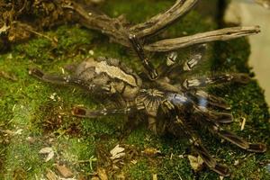 A huge spider, goliath bird-eating tarantula close-up photo