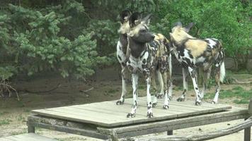 The African wild dog Lycaon pictus video