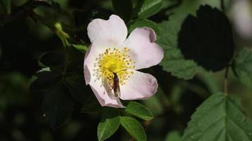 insekt landning på en blomma i de äng video