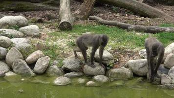 Endangered Animals Stock Video Footage for Free Download Endangered Animals Stock Video Footage for Free Download