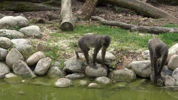 trapano scimmia, mandrillo leucofeo, riposo nel il natura habitat la zona. criticamente in via di estinzione specie animali. video