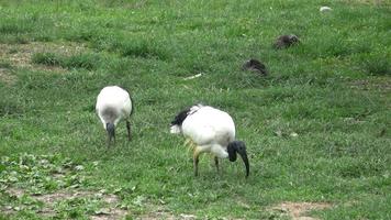 sagrado africano ibis threskiornis aethiopicus andando na grama