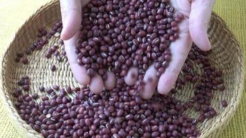 Fresh adzuki beans. Red beans in basket Vigna angularis video