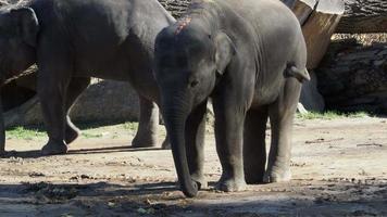 elefante indio. elephas maximus indicus. lindo bebé elefante video