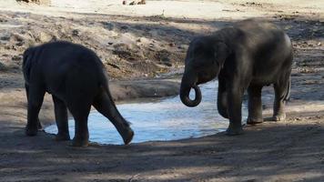 elefante indiano. elephas maximus indicus. elefante bebê fofo video