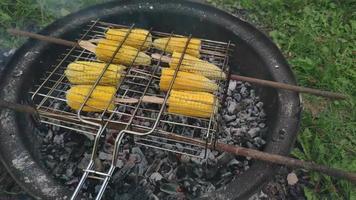 Ripe yellow corn is grilled. Cobs of maize fried on a grill over hot charcoals in garden. BBQ and grill. video