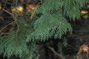 follaje verde brillante otoñal del ciprés de Lawson o en latín chamaecyparis lawsoniana lutea. foto