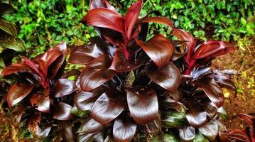 Cordyline fruticosa or hanjuang, linjuang and andong has beautiful multicolor leaves photo