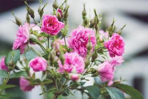 rosa grotendorst híbrido rugosa rosa que florece en el jardín de verano foto