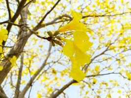 Close up beautiful yellow flowers on light blue sky. photo