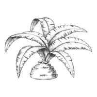 vector monocromo de árbol tropical de palma de botella baja