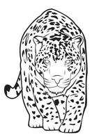 ilustración vectorial de tigre vector