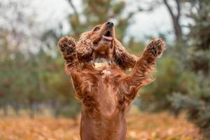 red spaniel jumped up and raised both paws up against the background of autumn leaves photo