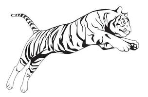 vector illustration of tiger