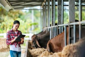 Asian young farmer woman with tablet pc computer and cows in cowshed on dairy farm. Agriculture industry, farming, people, technology and animal husbandry concept. photo