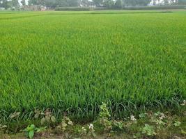 Beautiful green paddy field of the village of Kushtia, Bangladesh photo
