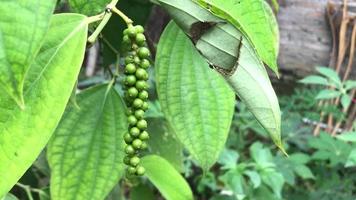 peper bomen dat zijn groeit en klaar naar worden geoogst. video