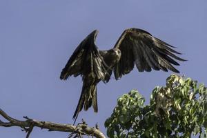 una cometa negra vuela desde un árbol en el parque uhuru en nairobi, kenia. foto