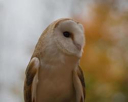 A perched Barn Owl in Ontario, Canada. photo