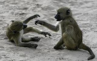 Two baby Baboons frolick in Africa photo