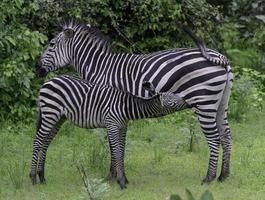 A baby zebra feeds from its mother in Africa. photo