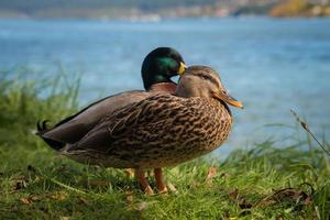 patos reales una de las especies de vida de aves más pobladas en nueva zelanda. foto