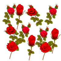 röd reste sig blommor realistisk uppsättning med annorlunda färger och former isolerat png