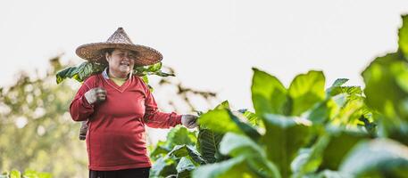 Female Farmer working agriculture in tobacco fields photo