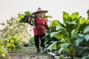 agricultora que trabaja en la agricultura en los campos de tabaco foto