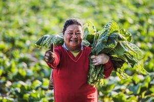 agricultora que trabaja en la agricultura en los campos de tabaco foto