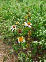 Three blackjack flowers photo