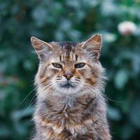 beautiful stray cat portrait looking at the camera photo